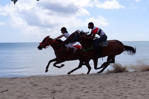 horses-racing